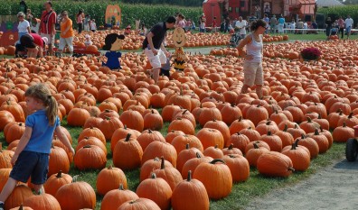 Pumpkin Farm